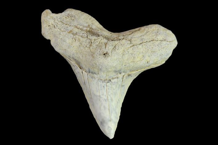 Fossil Shark (Cretoxyrhina) Tooth - Kansas #134844